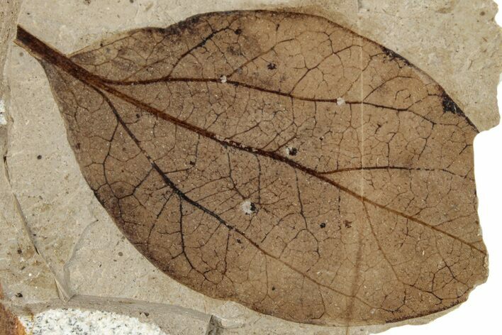 Fossil Leaf - McAbee Fossil Beds, BC #274219